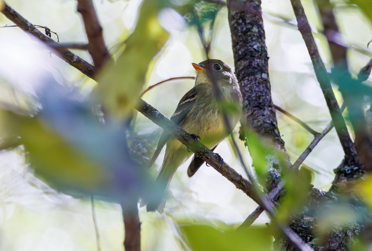 Yellow-bellied Flycatcher - ML643068974
