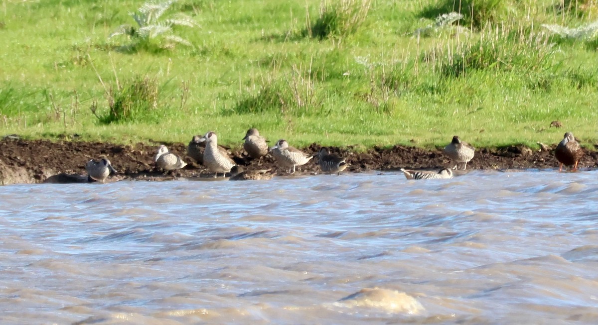 Pink-eared Duck - ML643068975