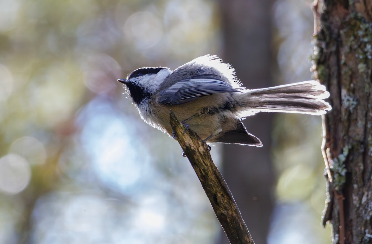 Black-capped Chickadee - ML643068987