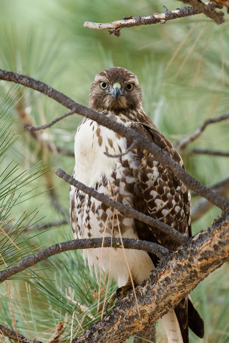 Poiana codarossa - ML643068992