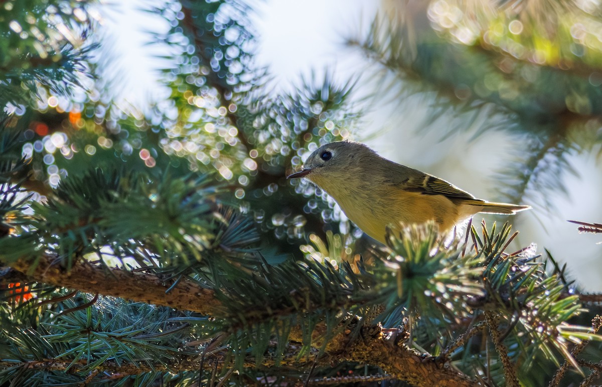 Ruby-crowned Kinglet - ML643068995