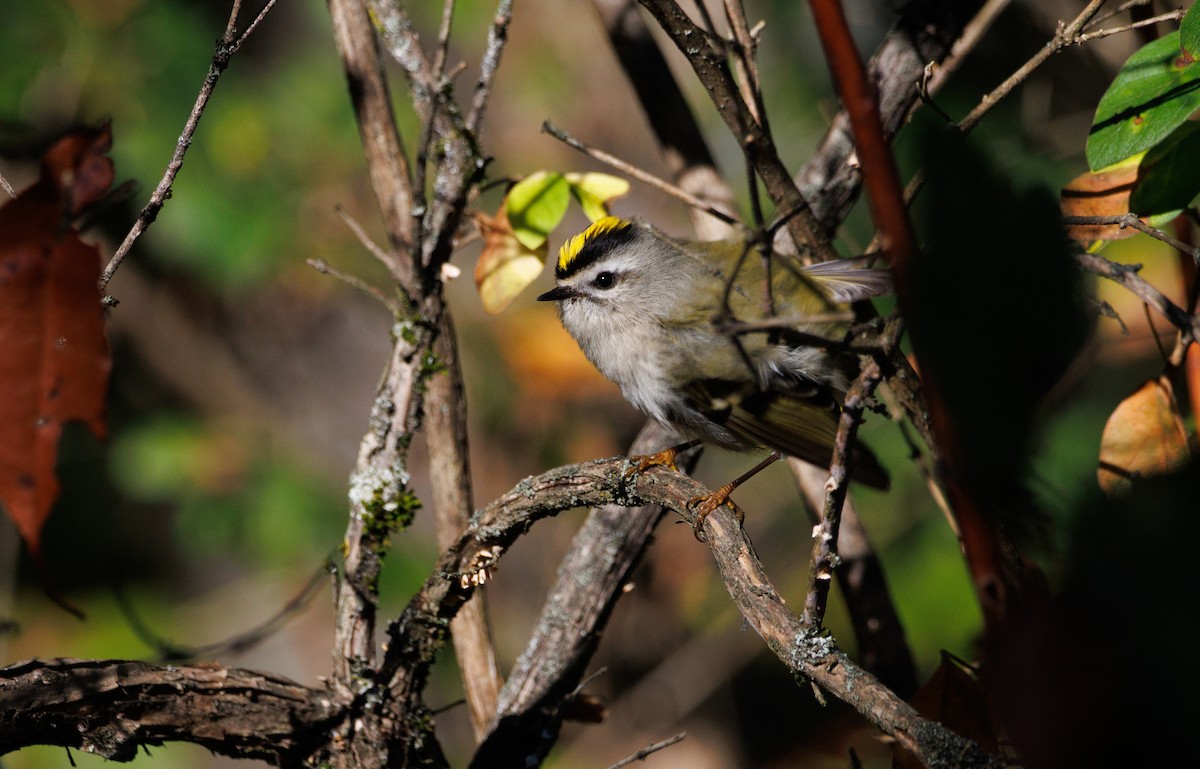 Golden-crowned Kinglet - ML643069017