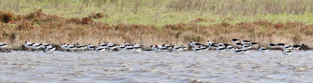 Red-necked Avocet - ML643069023