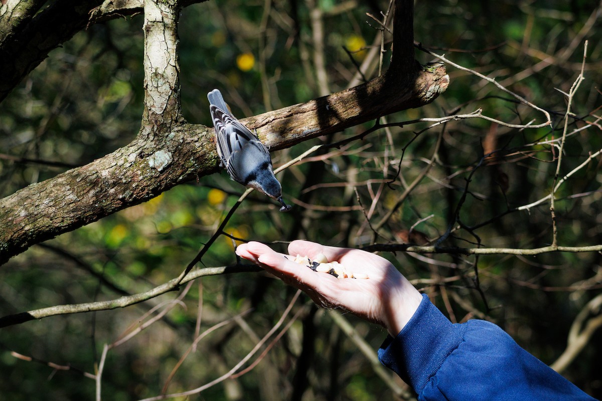 White-breasted Nuthatch - ML643069029