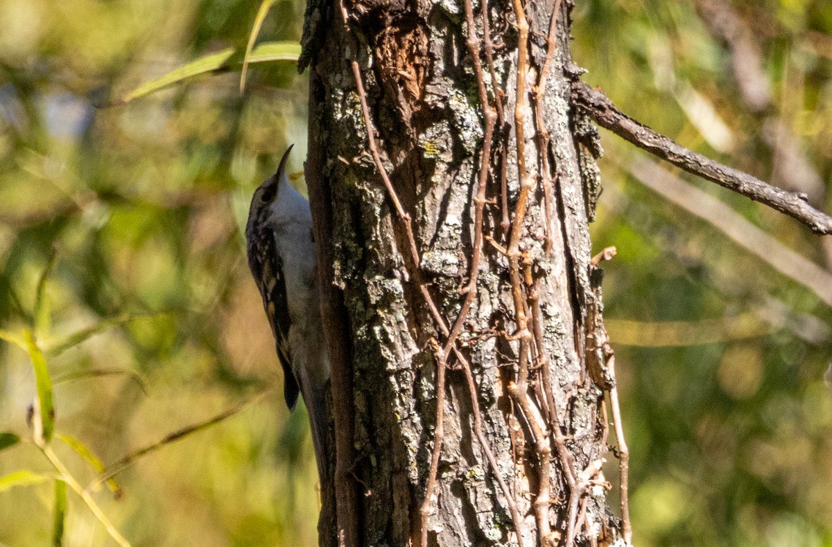 Brown Creeper - ML643069032