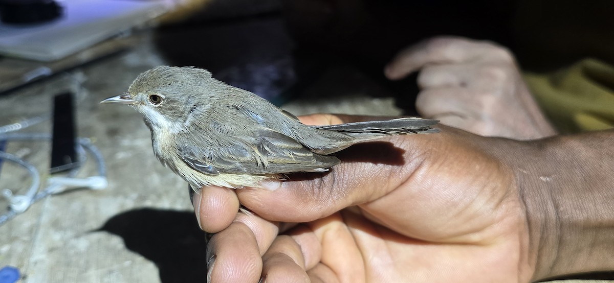 Western Subalpine Warbler - ML643069039