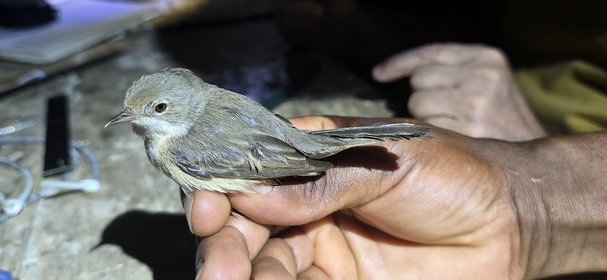 Western Subalpine Warbler - ML643069040