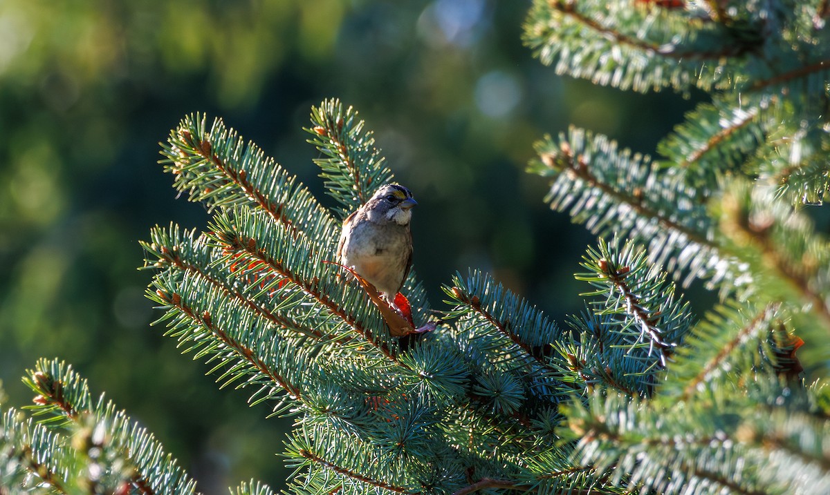 White-throated Sparrow - ML643069043