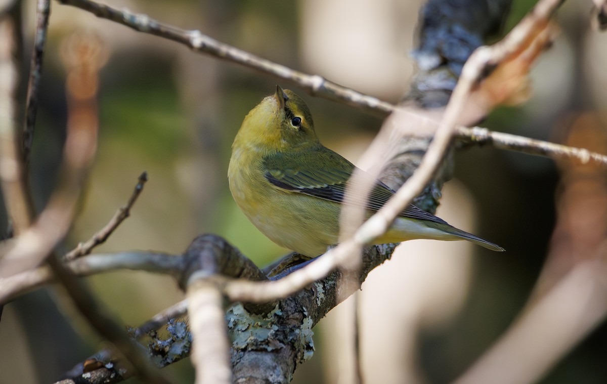 Tennessee Warbler - ML643069046