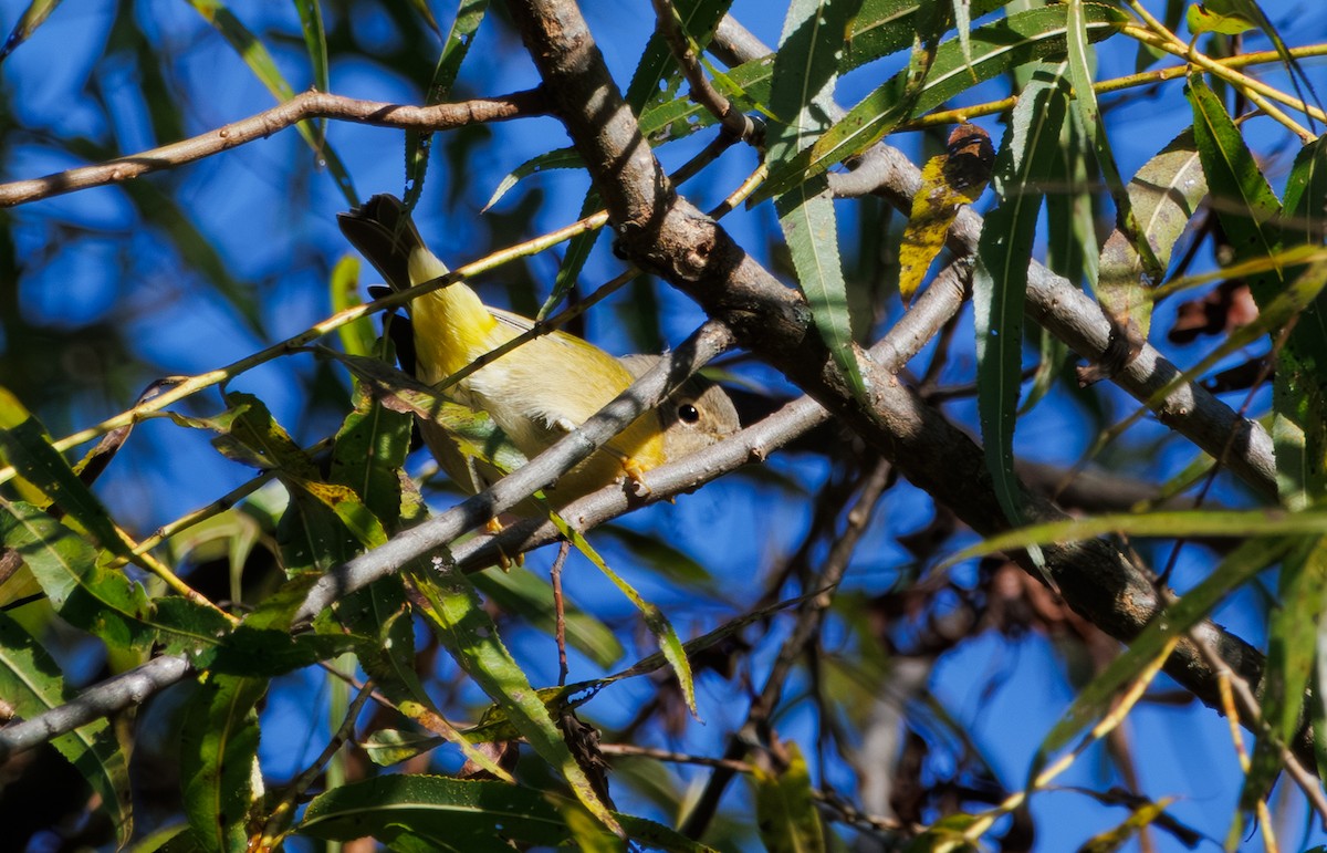 Nashville Warbler - ML643069054