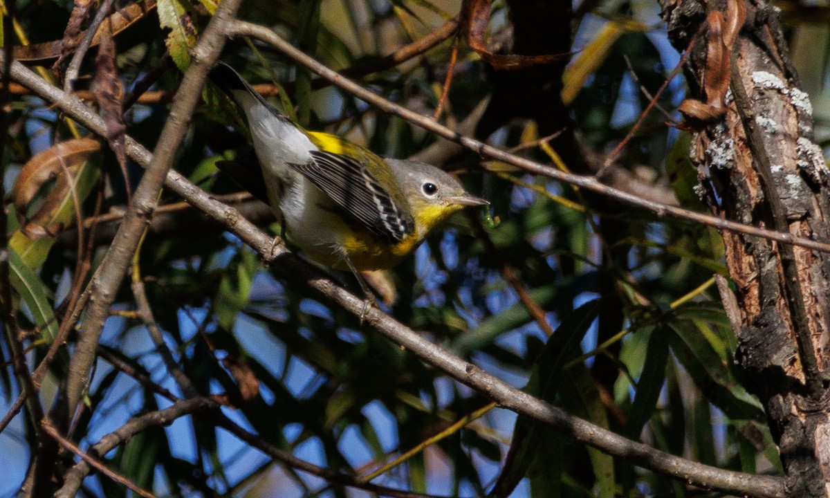 Magnolia Warbler - ML643069056