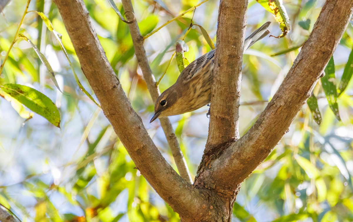 Yellow-rumped Warbler - ML643069061