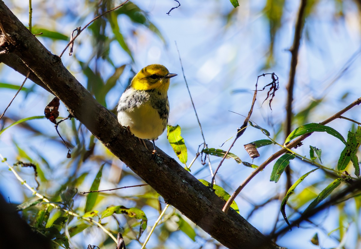 Black-throated Green Warbler - ML643069062