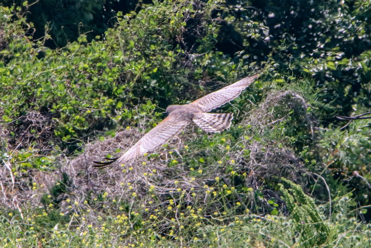 Spotted Harrier - ML643069064