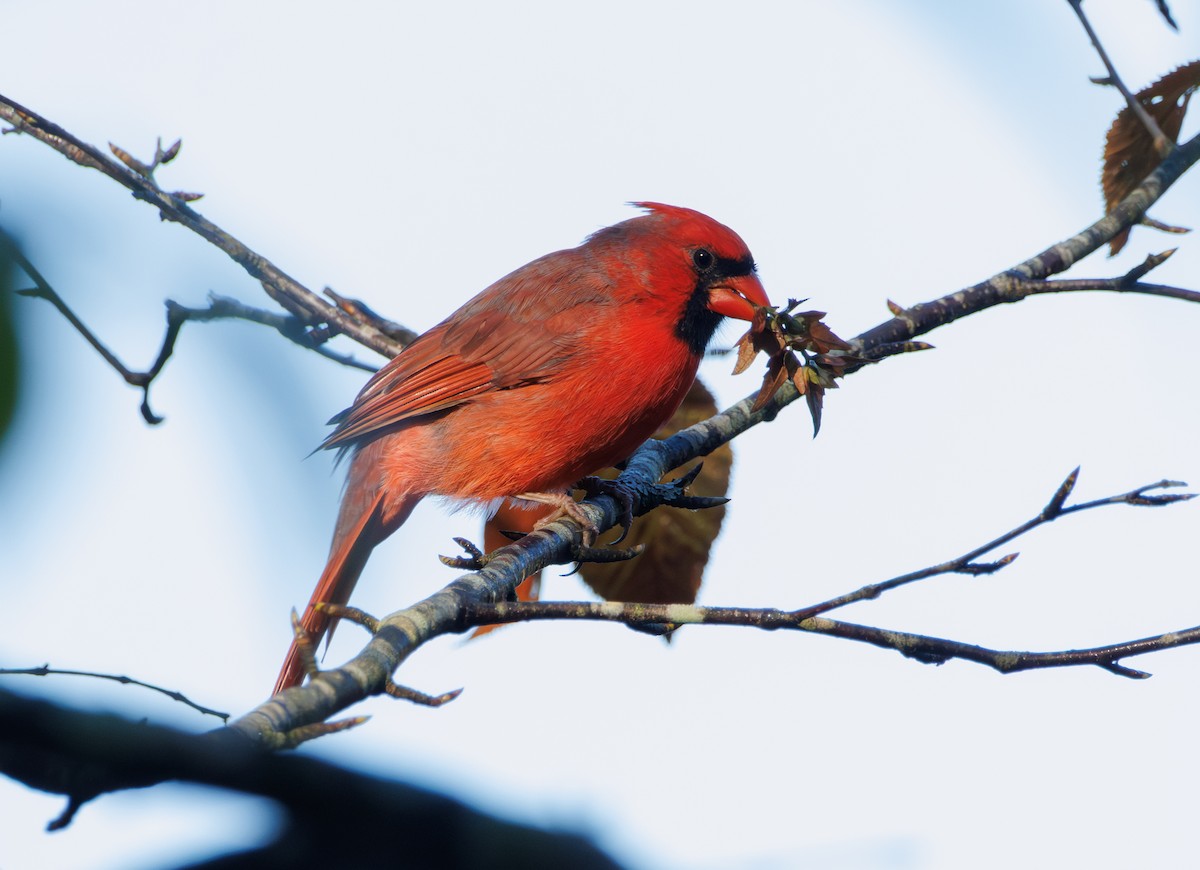 Northern Cardinal - ML643069066