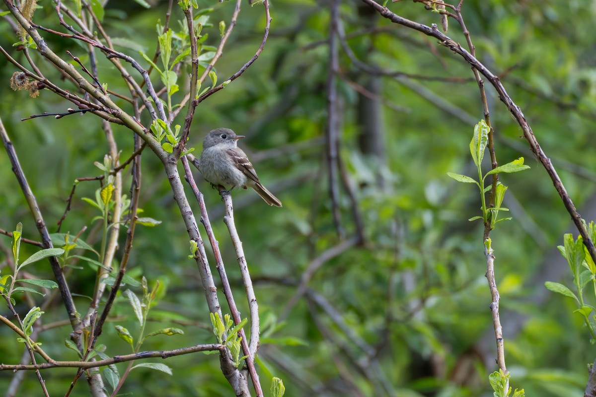Hammond's Flycatcher - ML643069078