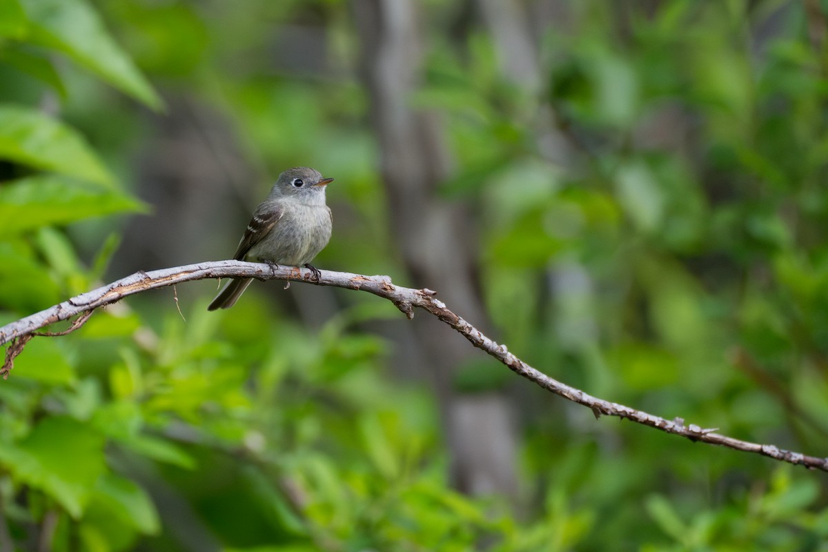 Hammond's Flycatcher - ML643069083