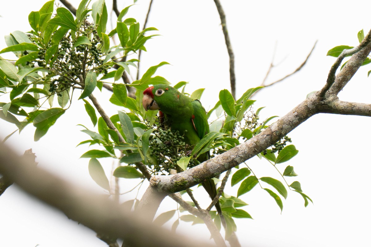Crimson-fronted Parakeet - ML643069084