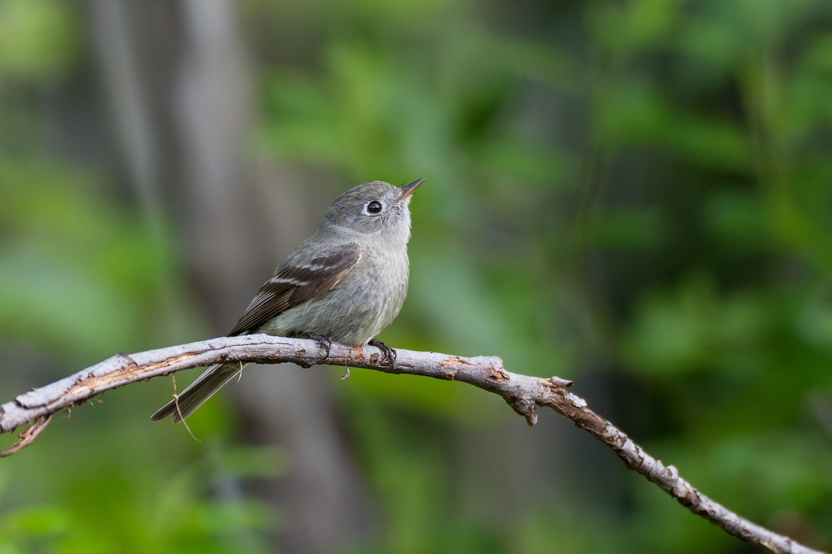 Hammond's Flycatcher - ML643069086
