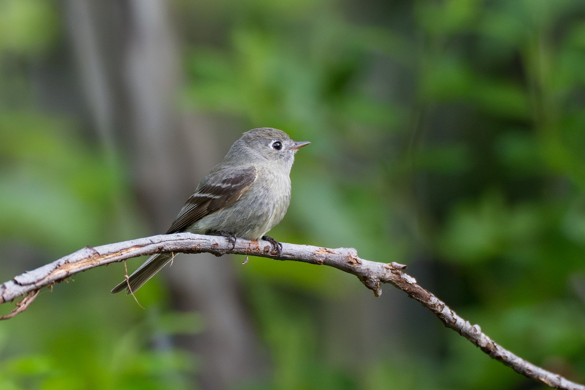 Hammond's Flycatcher - ML643069087