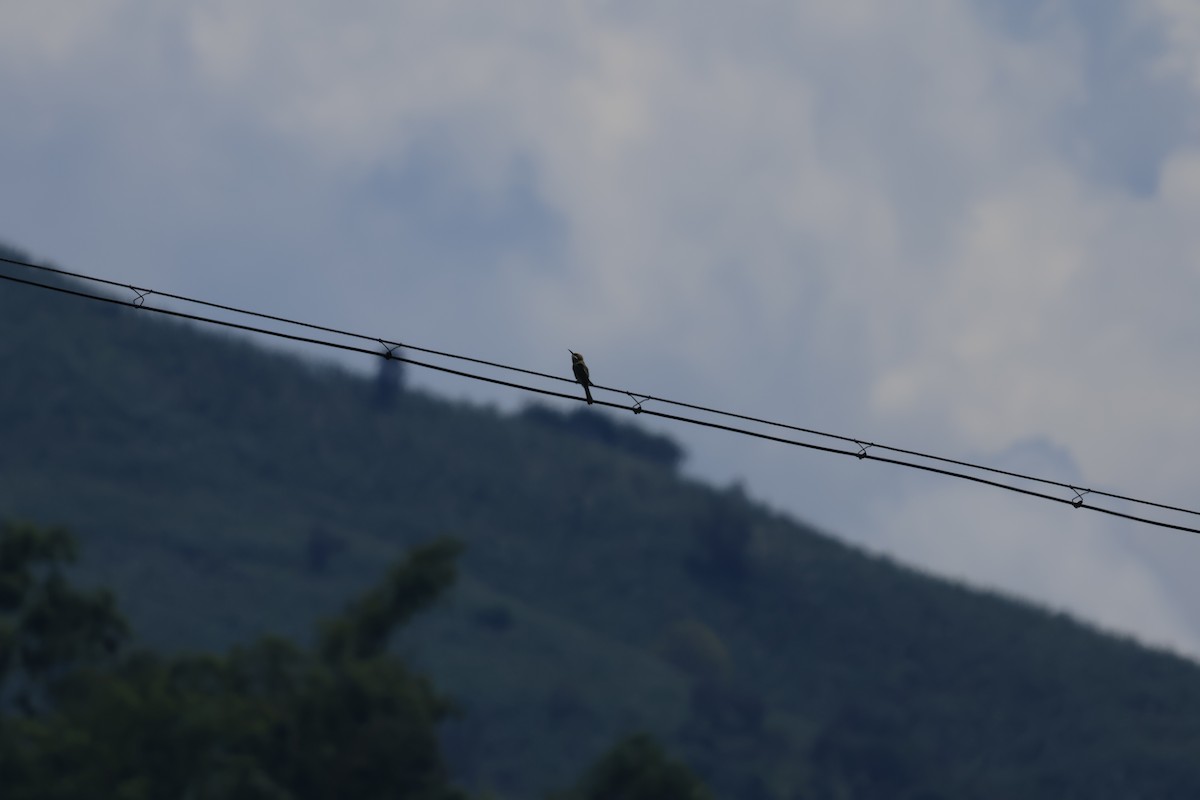 Blue-tailed Bee-eater - ML643069091