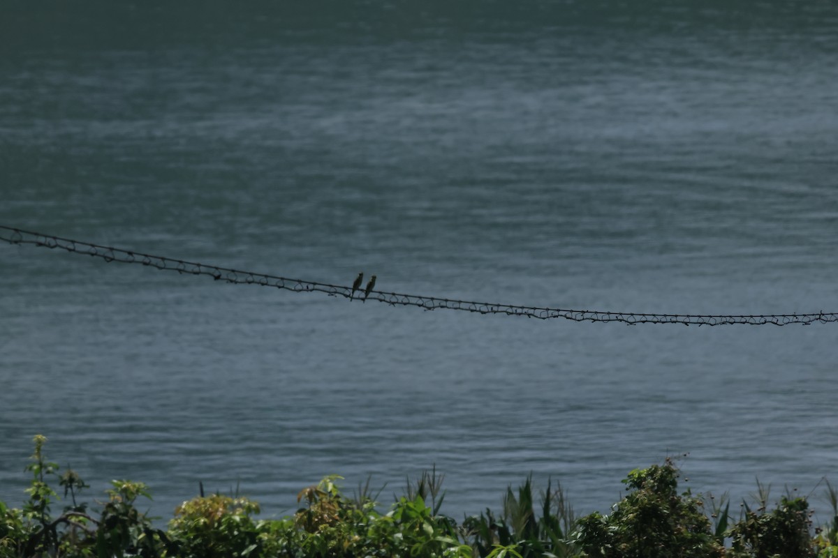 Blue-tailed Bee-eater - ML643069092