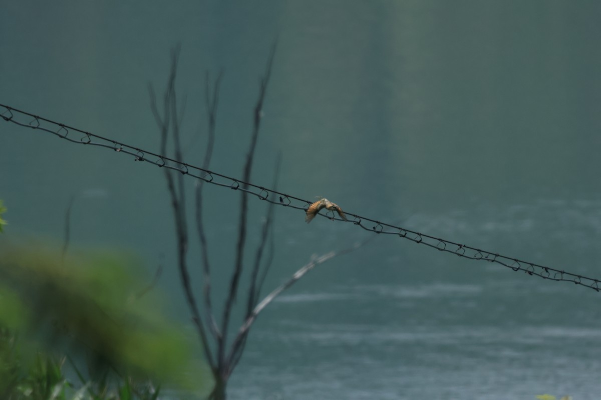 Blue-tailed Bee-eater - ML643069093