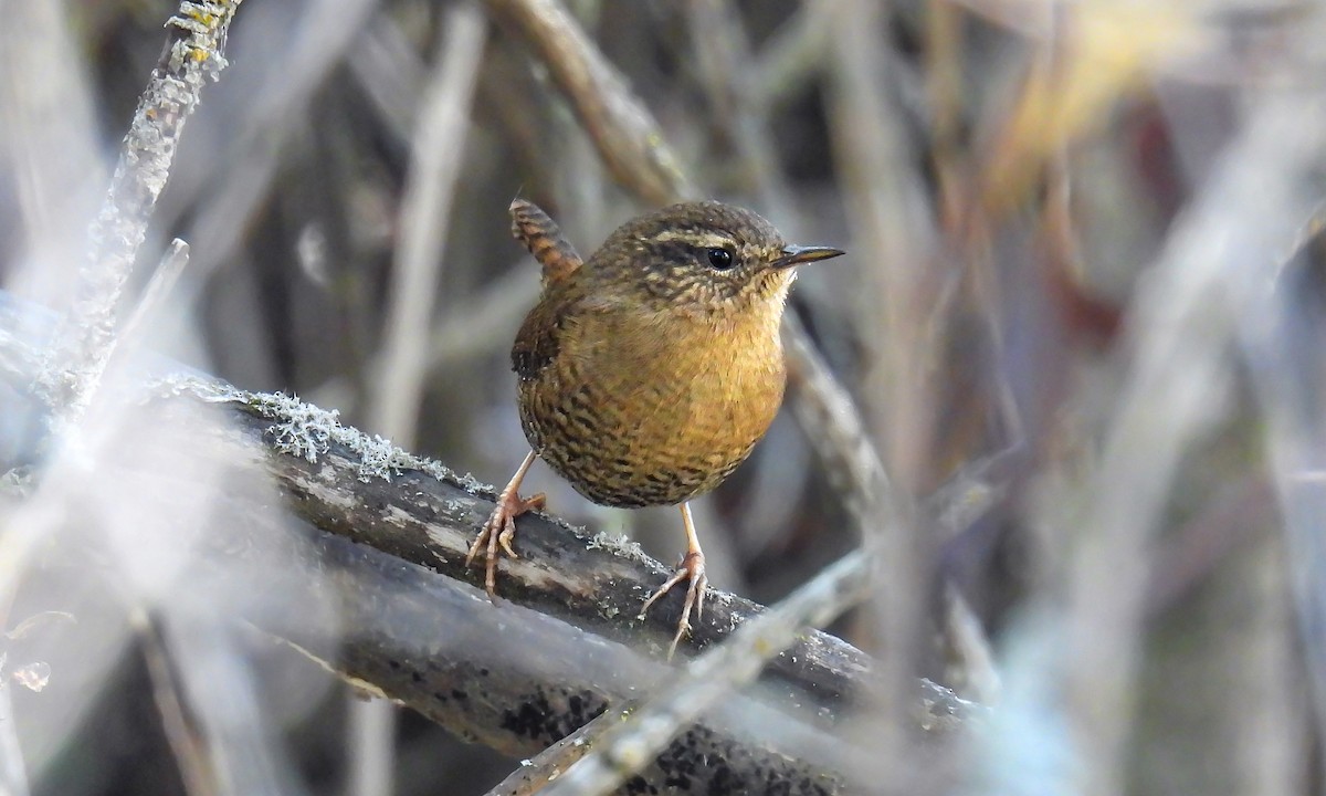Pacific Wren - ML643069098