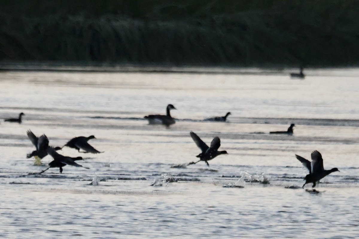 American Coot - ML643069100