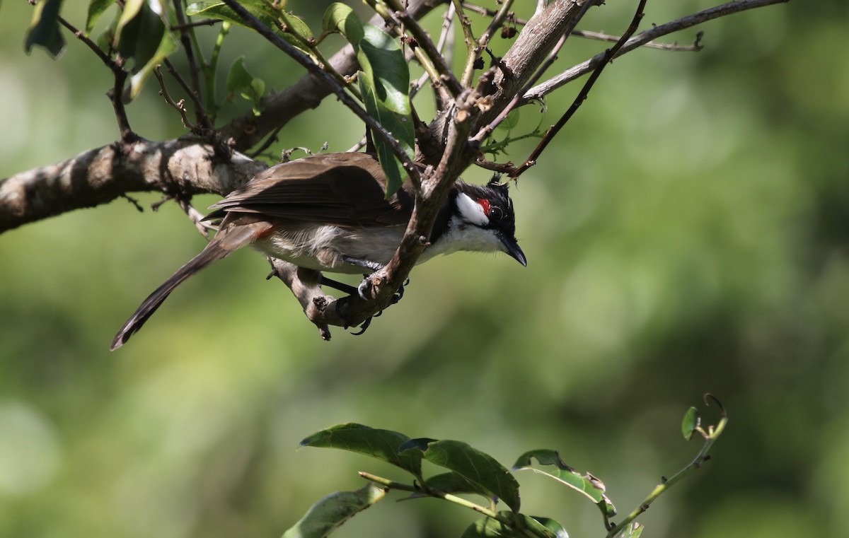 Red-whiskered Bulbul - ML643069102