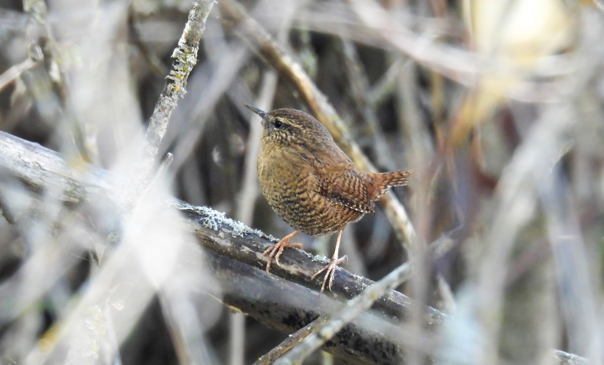 Pacific Wren - ML643069106