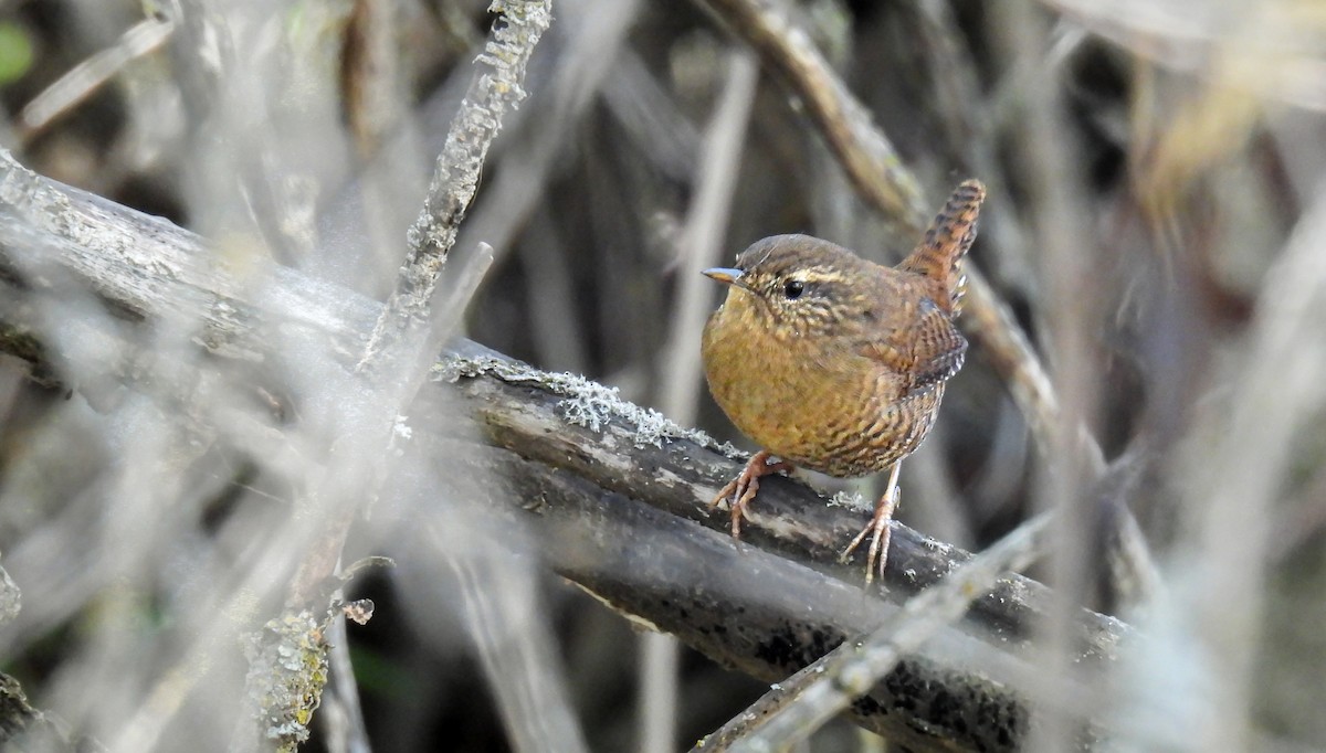 Pacific Wren - ML643069112