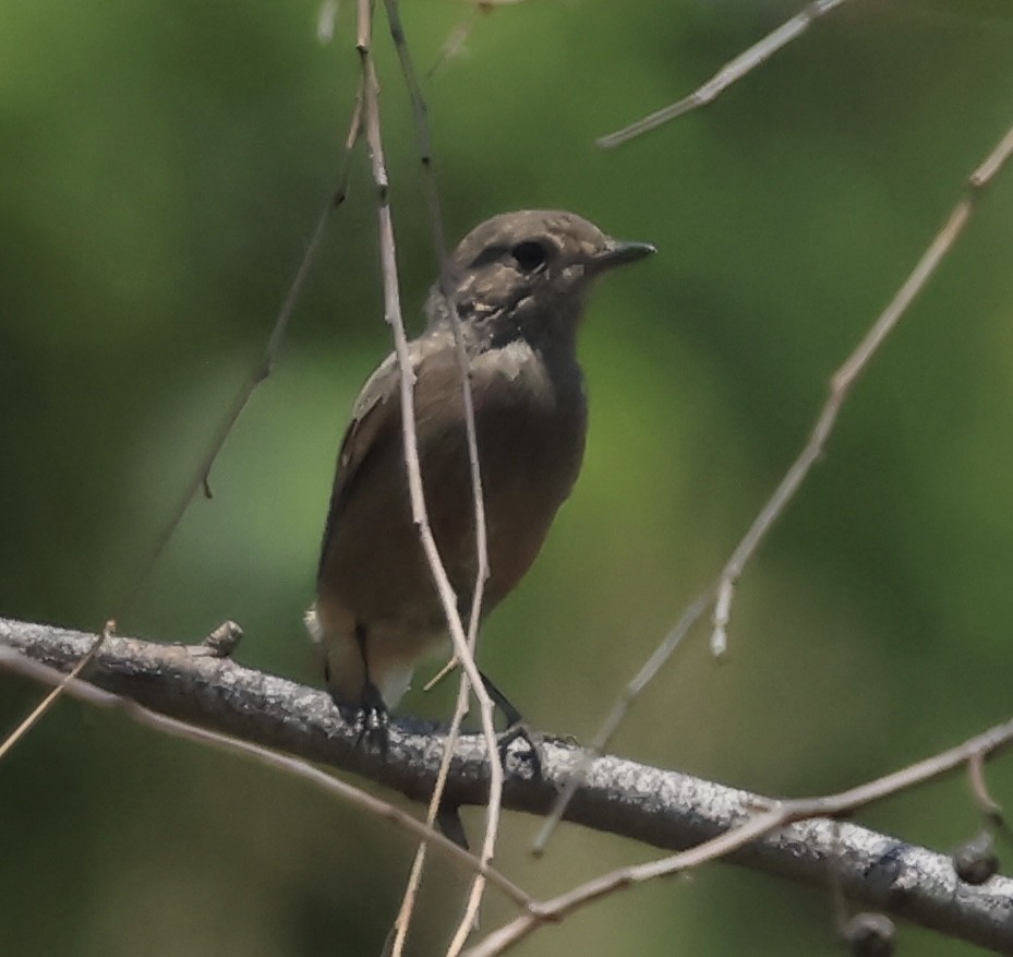 Gray Bushchat - ML643069114