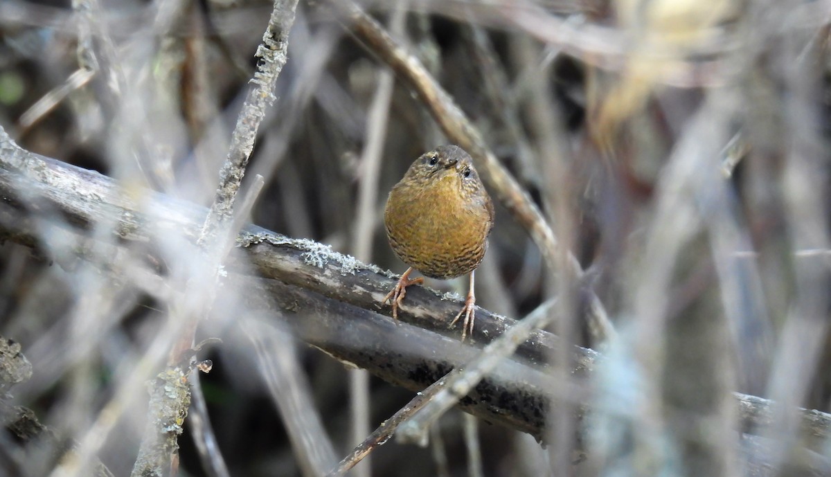 Pacific Wren - ML643069116