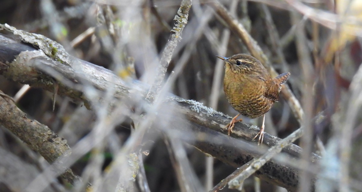 Pacific Wren - ML643069118