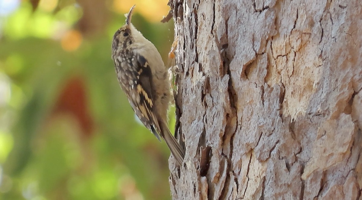 Brown Creeper - ML643069122
