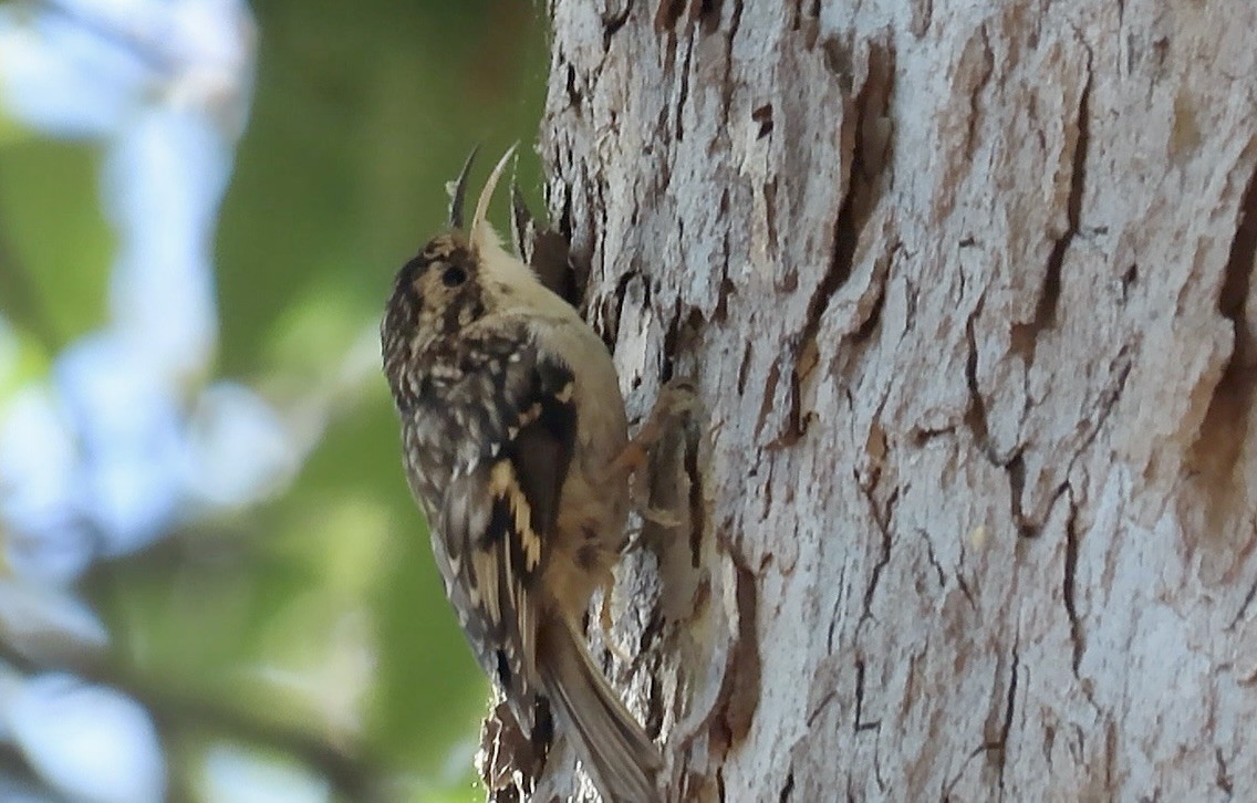 Brown Creeper - ML643069126