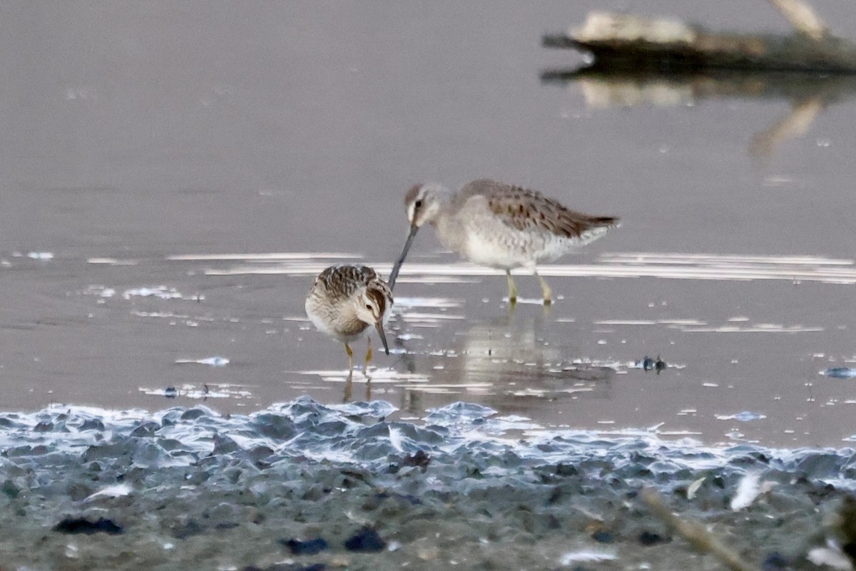 Long-billed Dowitcher - ML643069128
