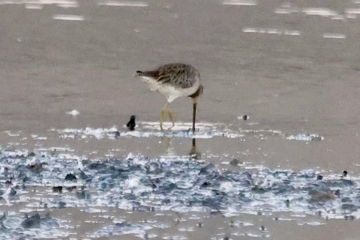 Long-billed Dowitcher - ML643069129