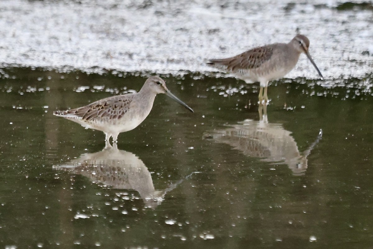 Long-billed Dowitcher - ML643069130