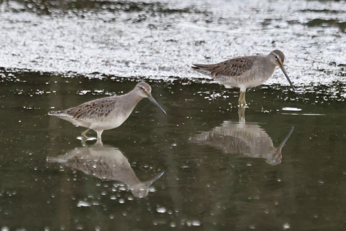 Long-billed Dowitcher - ML643069131