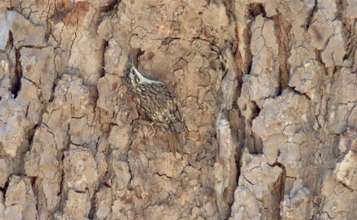 Brown Creeper - ML643069132