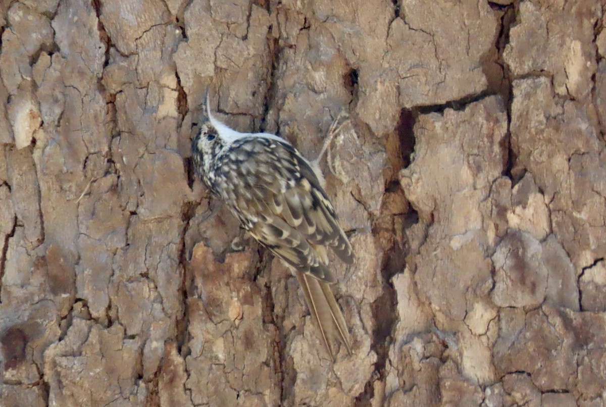 Brown Creeper - ML643069136