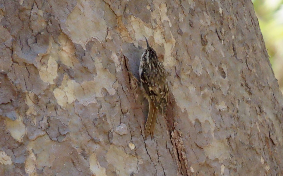 Brown Creeper - ML643069140