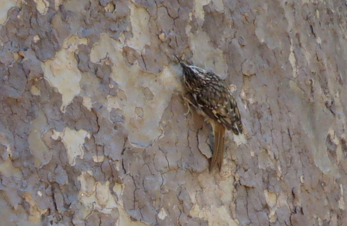 Brown Creeper - ML643069141