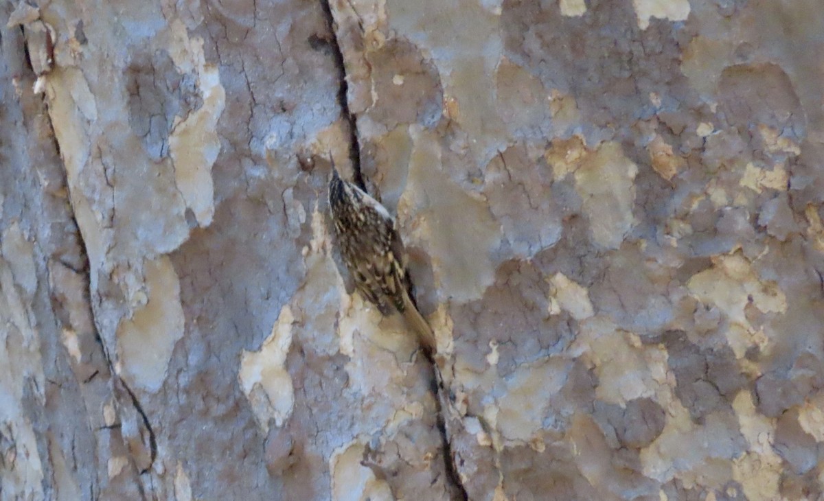 Brown Creeper - ML643069152