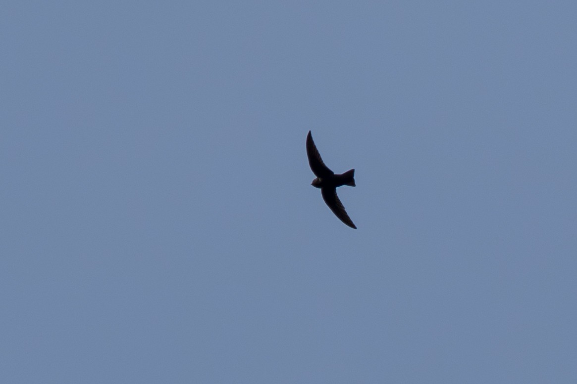 Black Swift - ML643069164