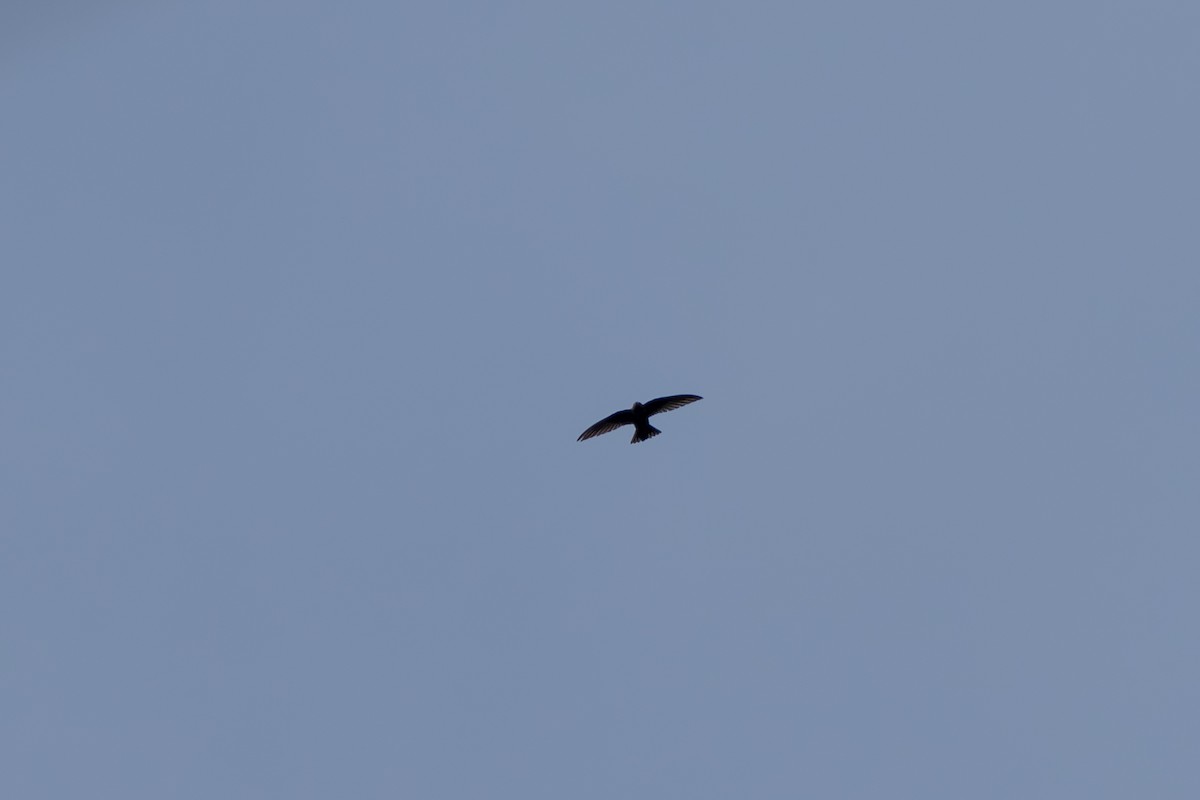 Black Swift - ML643069165