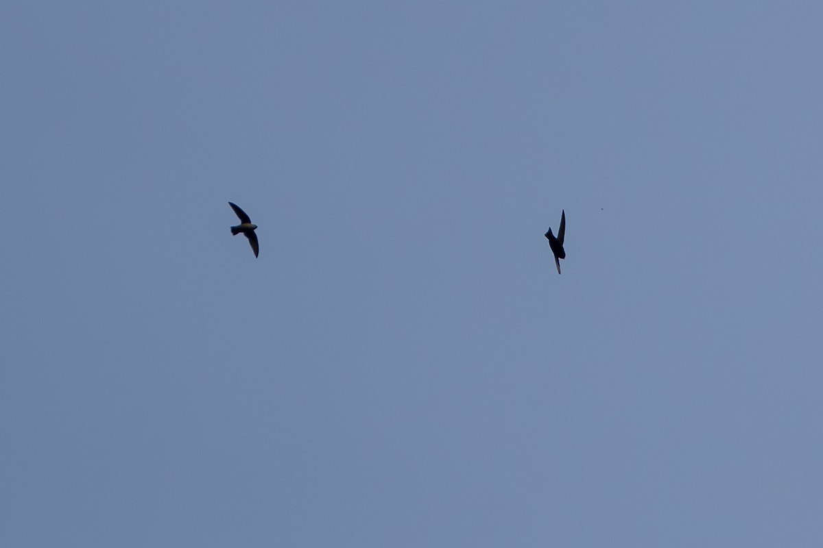 Black Swift - ML643069166