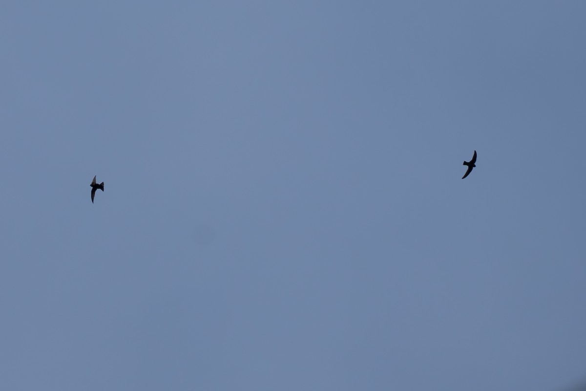 Black Swift - ML643069167